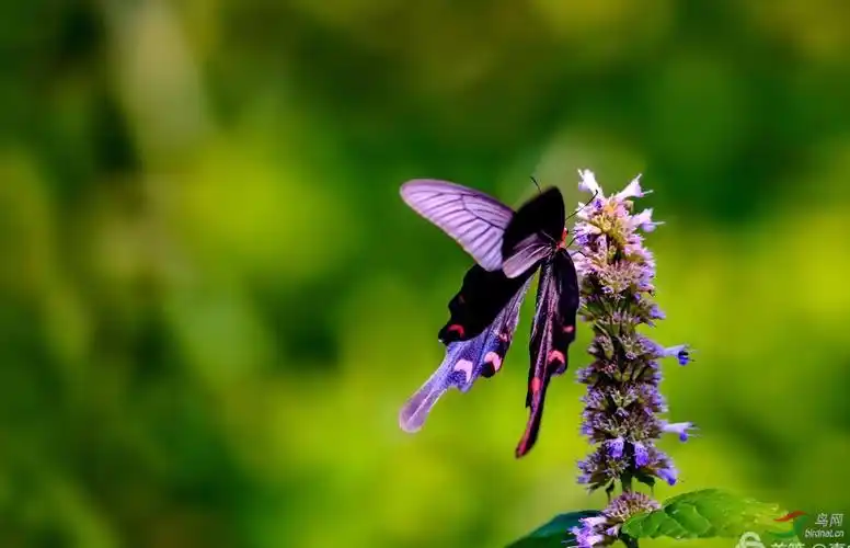 蝴蝶飞舞