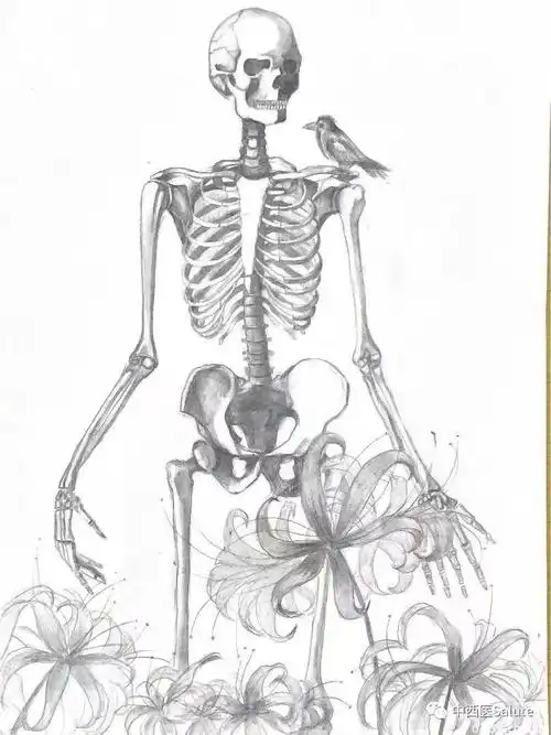 厉害了力明学子手绘人体解剖图勾勒人体之美