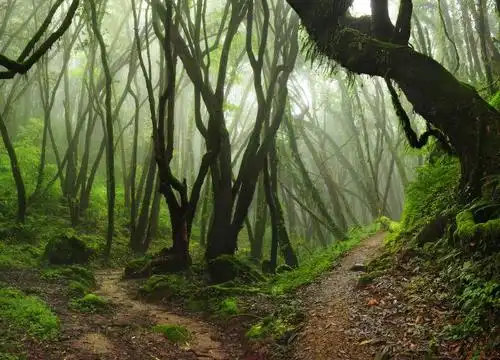 热带雨林里的美景