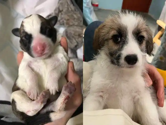 泰迪77柯基迪士柯的后续来啦