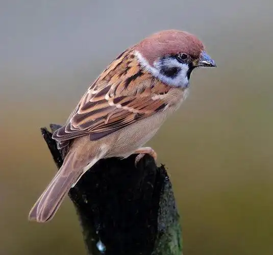 回顾中国人又不吃麻雀肉为什么麻雀还在年年减少它们去哪了