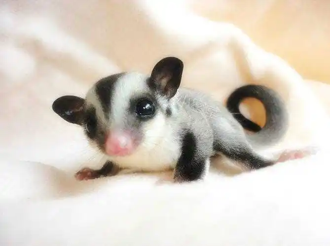 猪妹在这里推荐蜜袋鼯,就是下面这个小家伙.