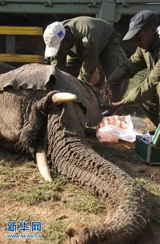 肯尼亚将转移200头大象先麻醉后搬运高清组图