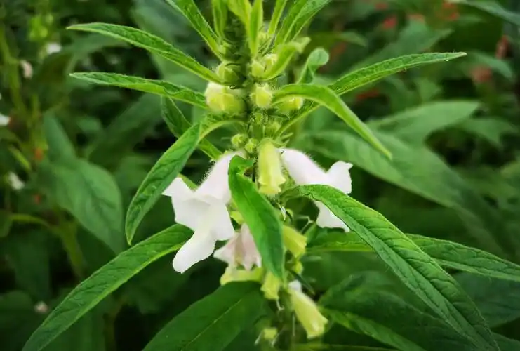 芝麻花,节节高,丰收在望