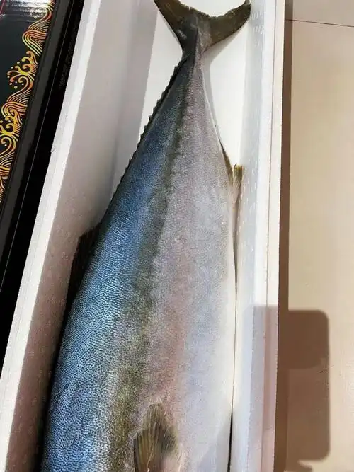 深海海鱼特大鲅鱼黄金鲅新鲜整条青甘鱼 18-20斤新鲜整条净重【图片