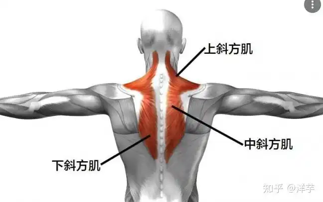 第一块肌肉:而影响锁骨外观和形态的肌肉主要两块而像锁骨外侧的皮肤