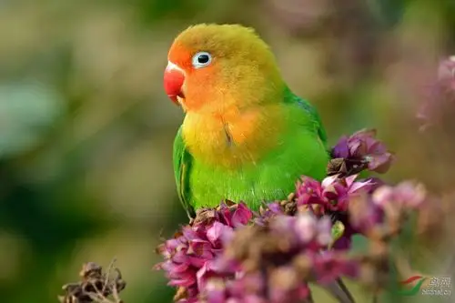 樱花盛开红嘴鹦鹉慕名前来