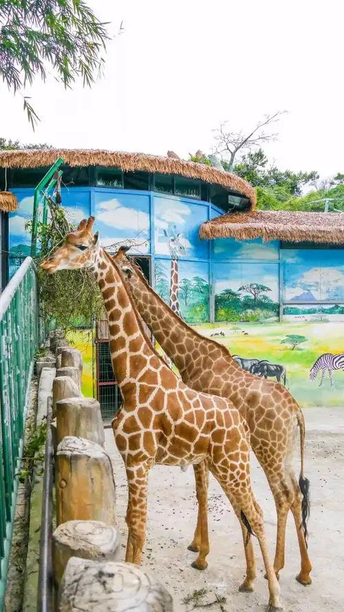 吃草药,啃水果…看紫马岭动物园如何"花式消暑"!_中山
