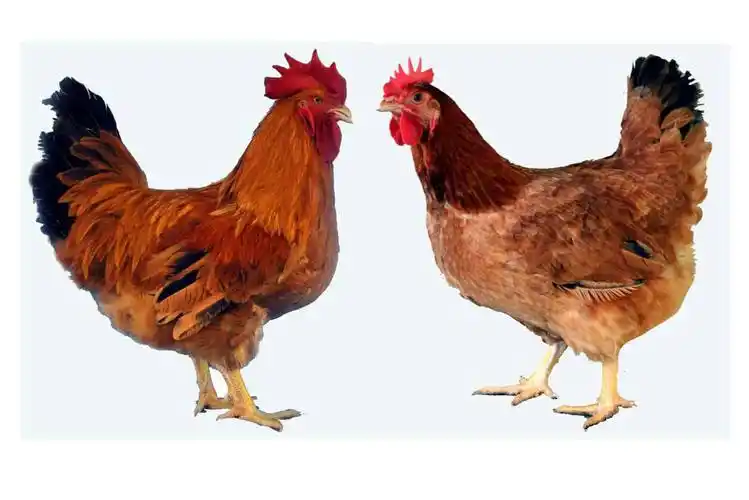 牧医所黄羽肉鸡新品种培育达到国际先进水平