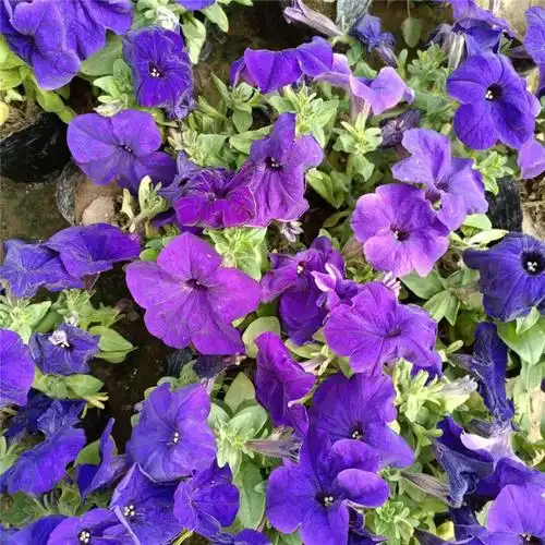 种植基地矮牵牛市政绿化工程基地四季花草采购