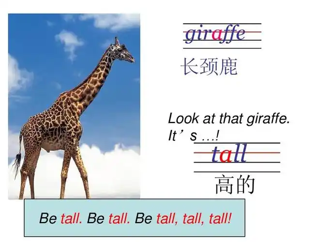 giraffe 长颈鹿 look at that giraffe. its …! tall 高的 be tall.