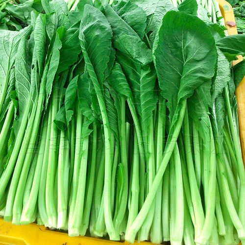 菜种油绿绿春种子芥菜四季春季家庭菜园阳台家庭园艺种子