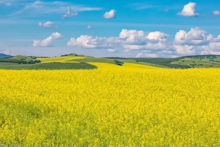 阿尔山油菜花海里的诗情画意