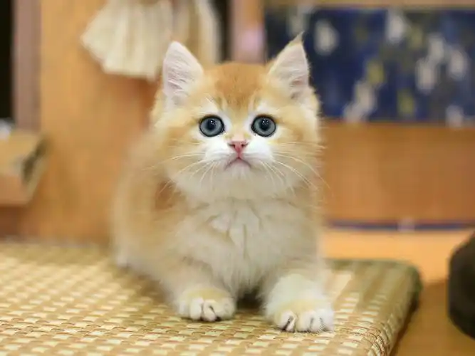 错过,可上门看实物噢,图片视频都是一手自产,欢迎宠物店猫舍转用#广州