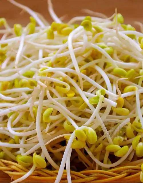 菜发芽桶家用生豆芽的黄豆芽容器在家水培无土种菜 黑豆种子 500g散装