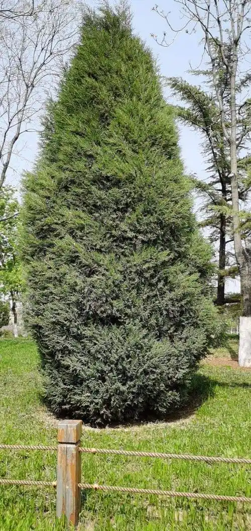 柏树和松树的区别,松树与柏树的区别|admin_人人点