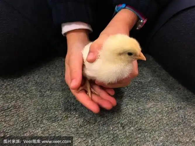 拿着,新生儿,儿童,小鸡,水平画幅
