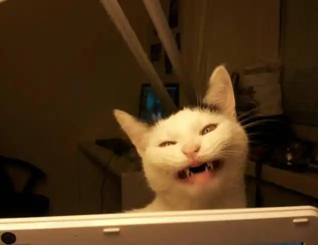 逗趣猫咪阴险狞笑照大曝光:对镜头狞笑