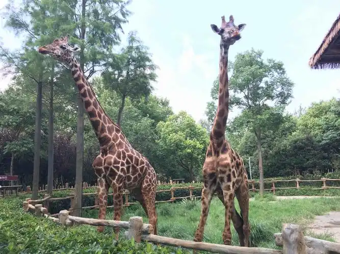 上海野生动物园   成人票(包含猛兽区大巴游览)