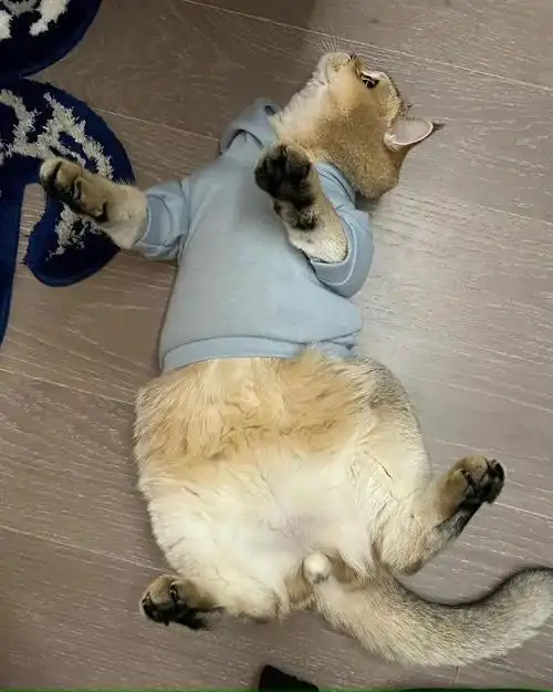 好喜欢lisa和猫猫在一起的时候