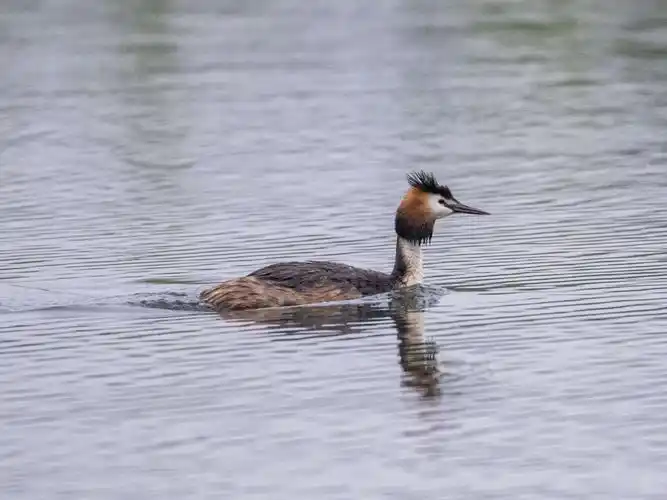 亲,知道水鸟叫啥?