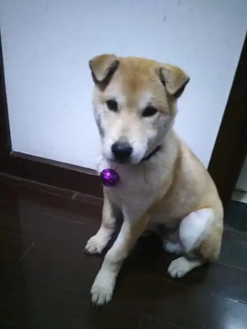 柴犬,秋天还是中华田园犬?