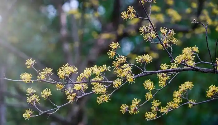 佩茱萸古代还风行九九插茱萸的习俗,所以又叫做茱萸节.