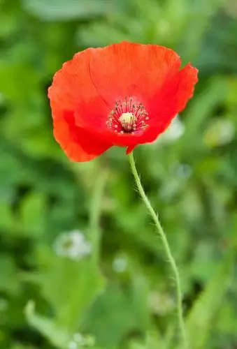 【虞美人罂粟属】