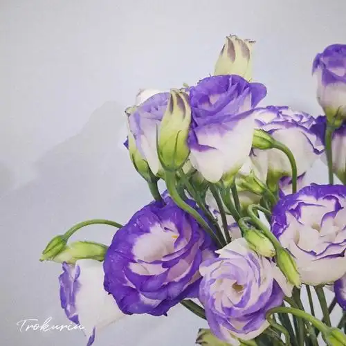 紫边洋桔梗很特别的颜色