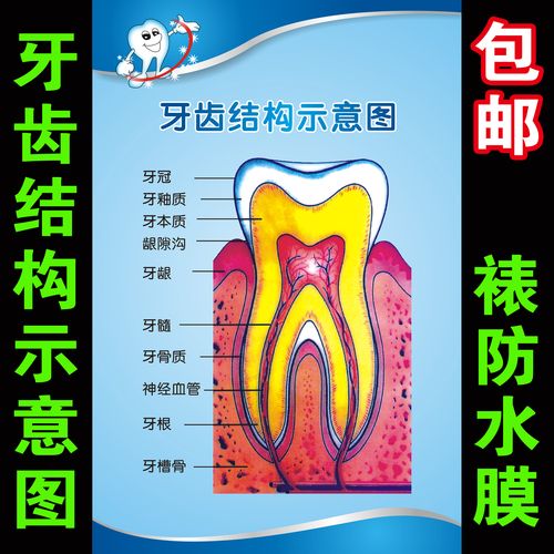 牙齿结构图牙齿疾病构造成人牙列知识口腔保健医院装饰画海报贴画