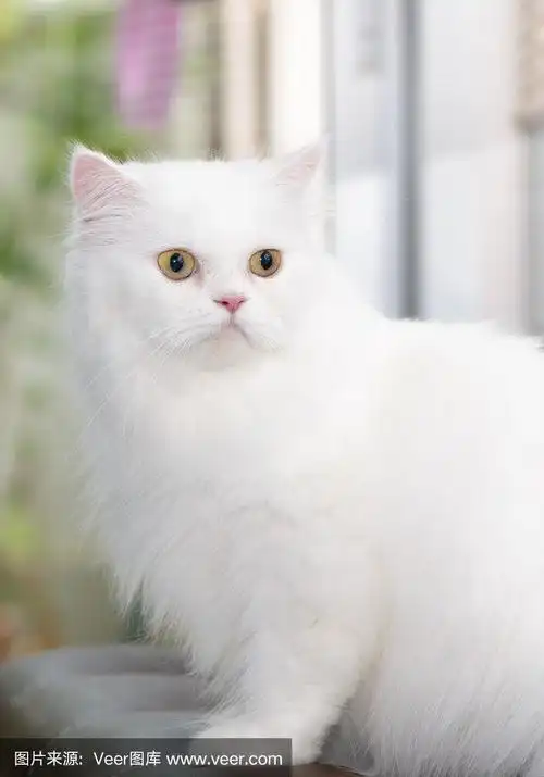 白色的波斯猫