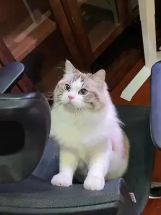 这样的杏仁眼!我是在是太喜欢了!#布偶猫