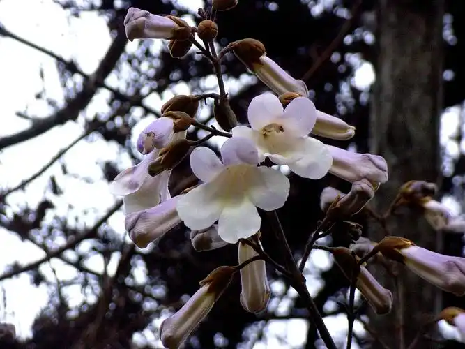 白花泡桐泡桐科泡桐属