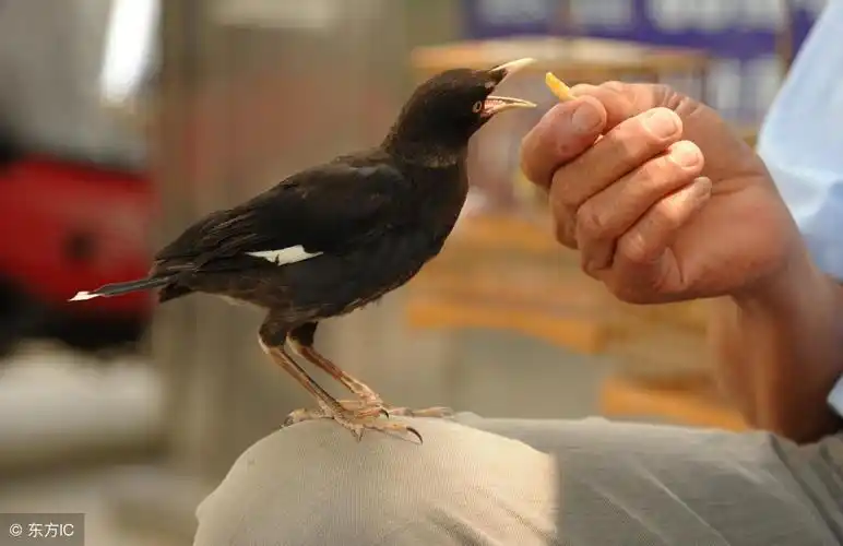 怎样教八哥快速说话,详解教八哥说话注意事项