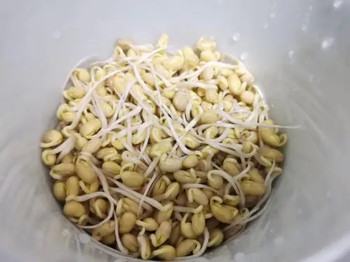 唐镜淇豆芽日记