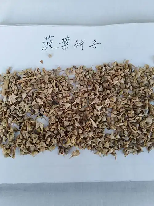 这是菠菜种子