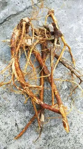 五指毛桃,干货30元一斤,新鲜17一斤