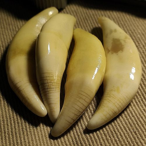 帛灵狼牙吊坠狗牙吊坠特大血横纹狼牙吊坠男真牙本命年随身挂件项坠獒