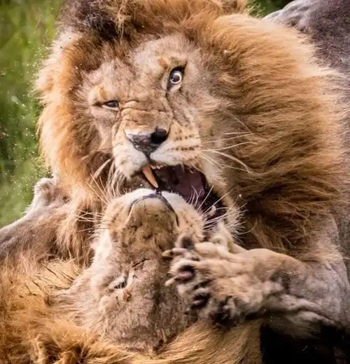 流浪雄狮准备上位老狮王奋起反击这是力量与经验的对决