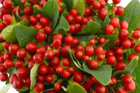 红色的金丝桃属植物浆果向白色的背景照片