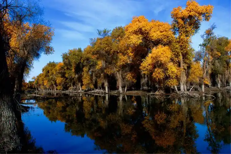 新疆巴州轮台县塔里木河流域的胡杨林