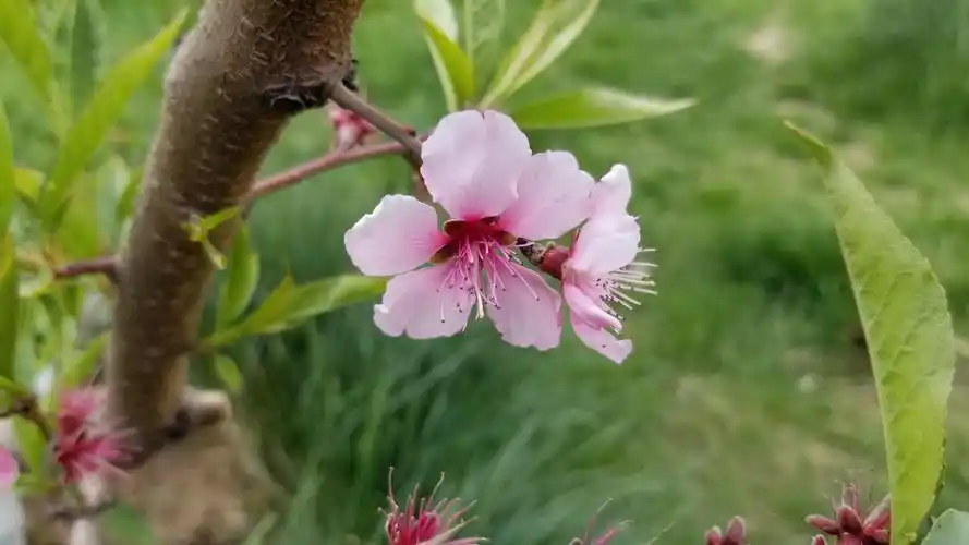 蔷薇科植物有哪些(春天常见的蔷薇科花木)