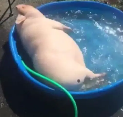 主人高价买回迷你猪,越养越不对劲,不到2月就长成了这样