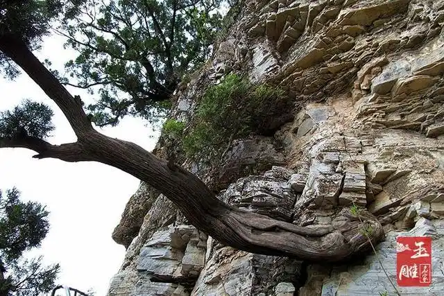 崖柏图片介绍,真正的崖柏图片