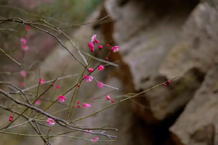 梅花主题高清壁纸分享