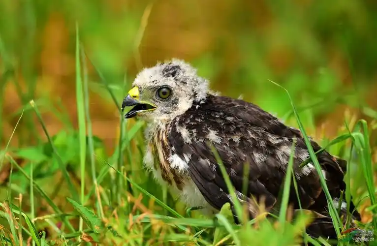 赤腹鹰幼鸟