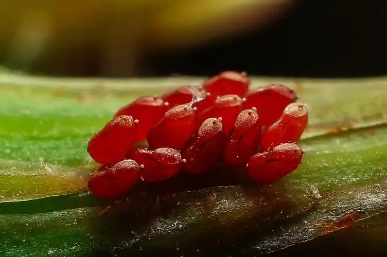 超微距镜头下的恐怖生物特写