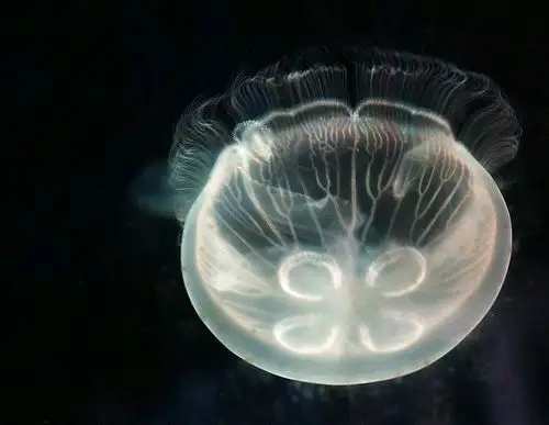 水母的神奇世界