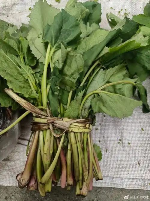 东北山野菜有哪些(东北早市"山野菜"21种,你见过几个?) | 说明书网