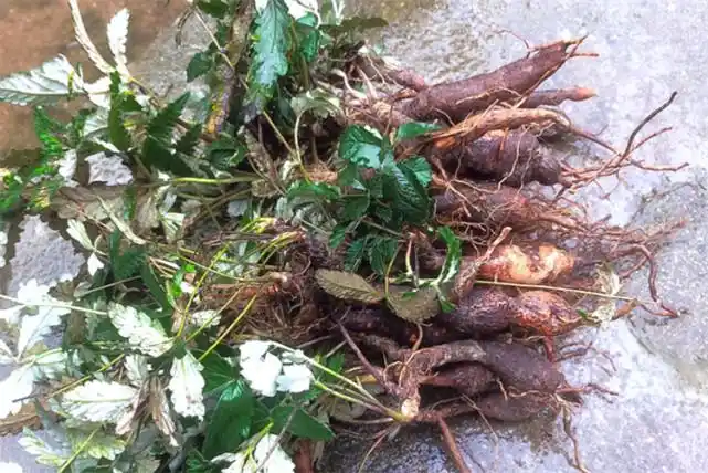 认识农村这种翻白草价值珍贵以前放牛经常挖根茎剥皮可吃